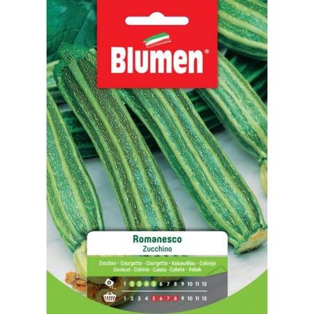 ZUCCHINO ROMANESCO
