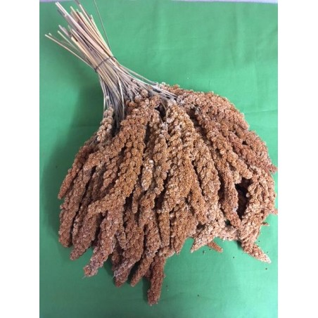 SPIGHE DI PANICO ROSSO (FRANCESE) 1kg