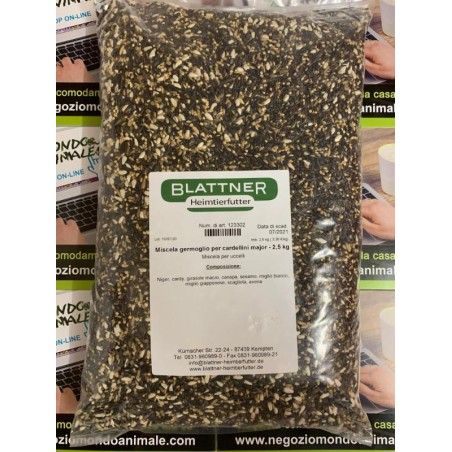 GERMOGLIO CARDELLINI MAYOR  cliccare sulla foto per selezionare il formato